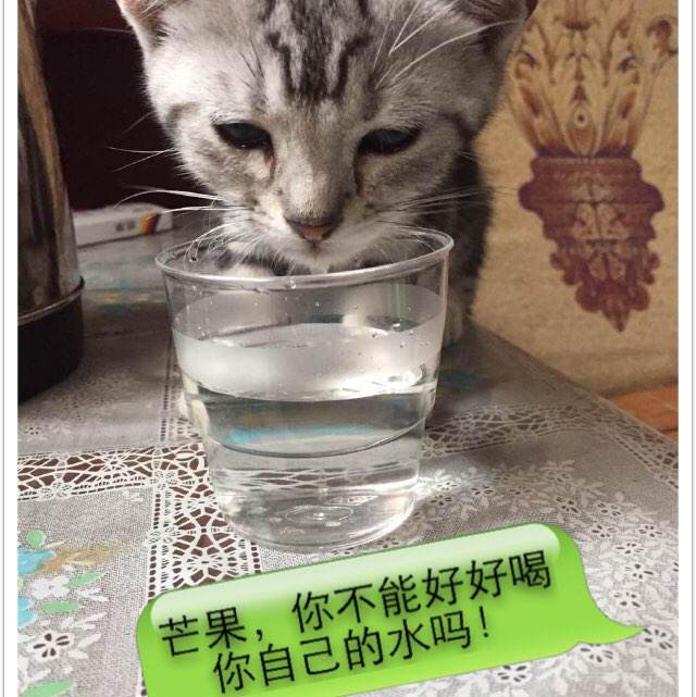 吉森-弗里德贝格应用技术大学商业管理文凭证书
